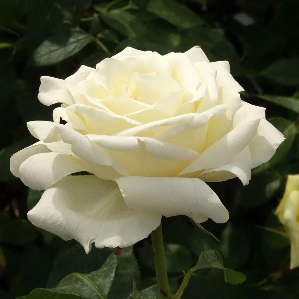 Rosal White Symphony