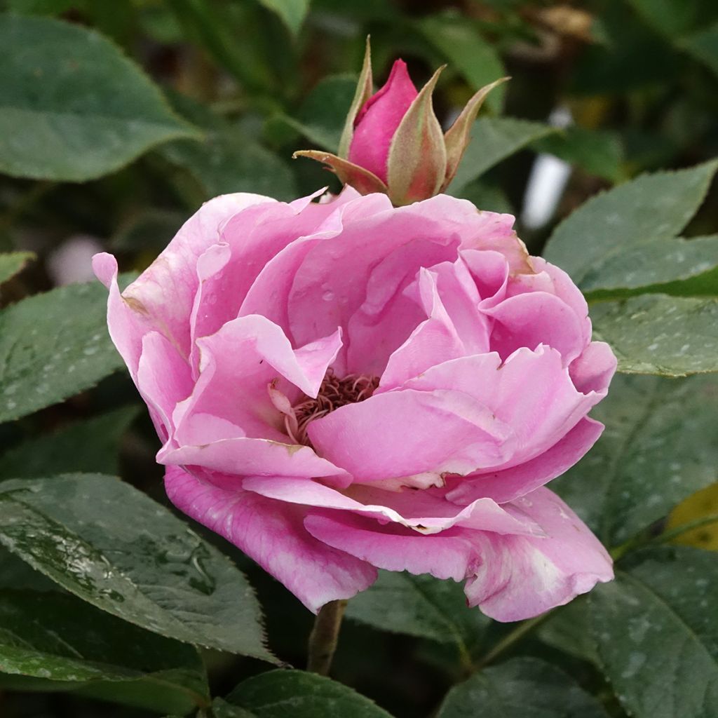 Rosal Womanity