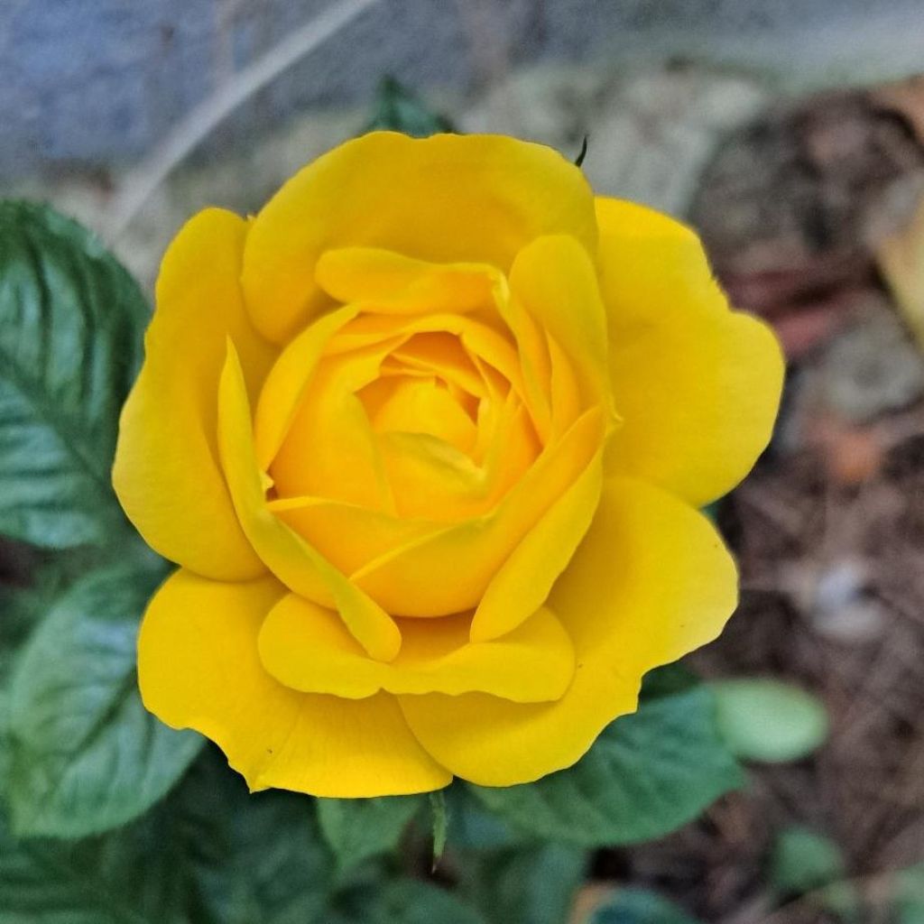 Rosal Arthur Bell