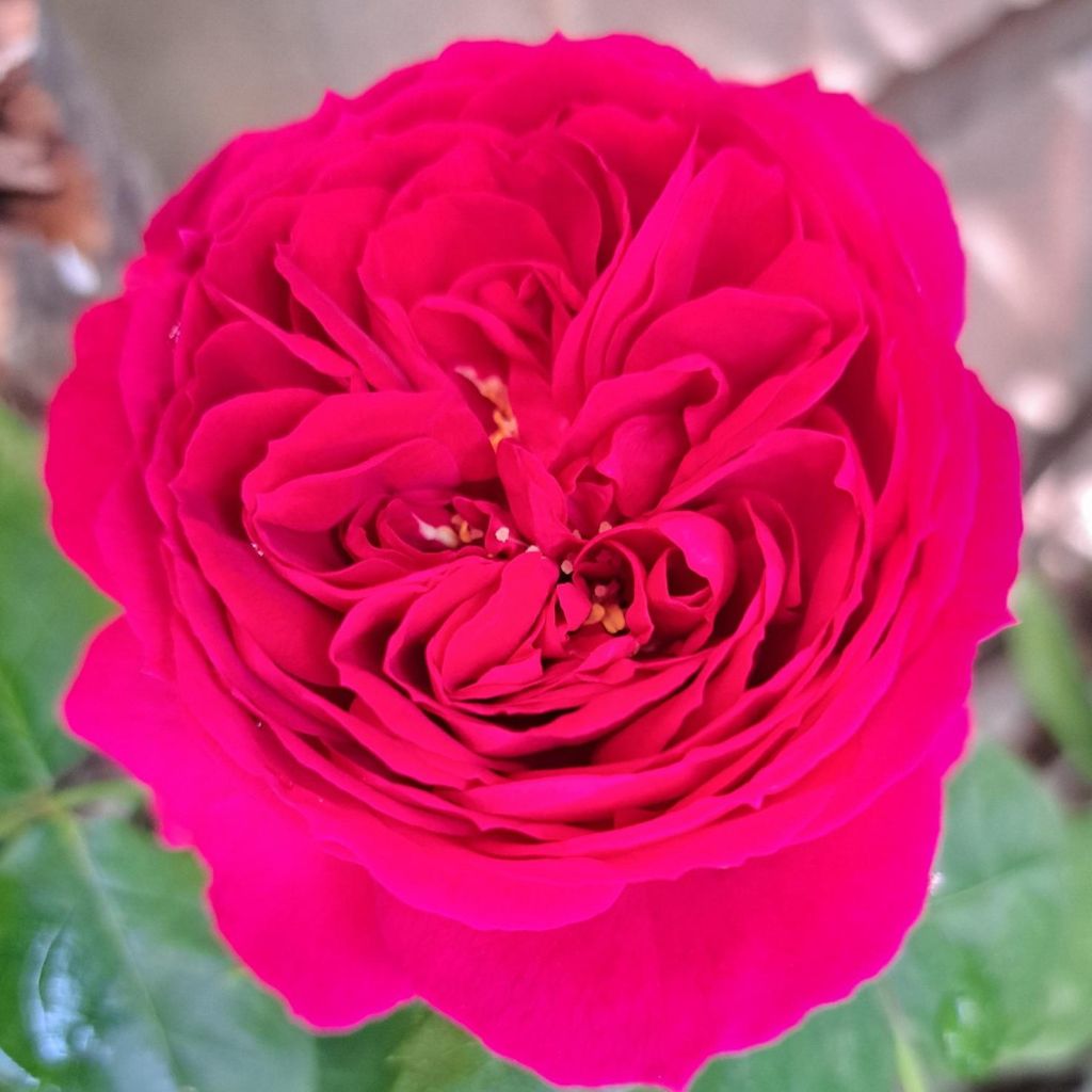 Rosal Sophie Luise