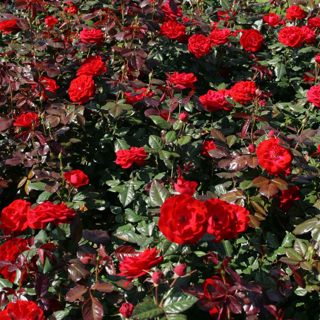 Rosal The Times
