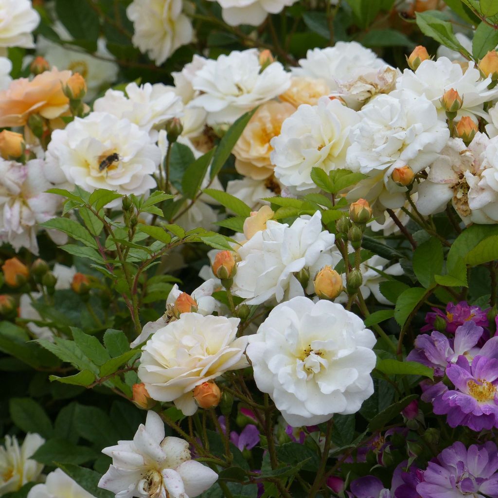 Rosal multiflora Ghislaine de Féligonde - Rosal trepadora