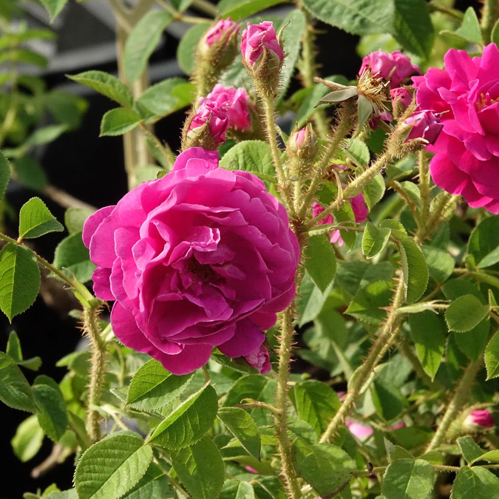 Rosal centifolia muscosa Henri Martin