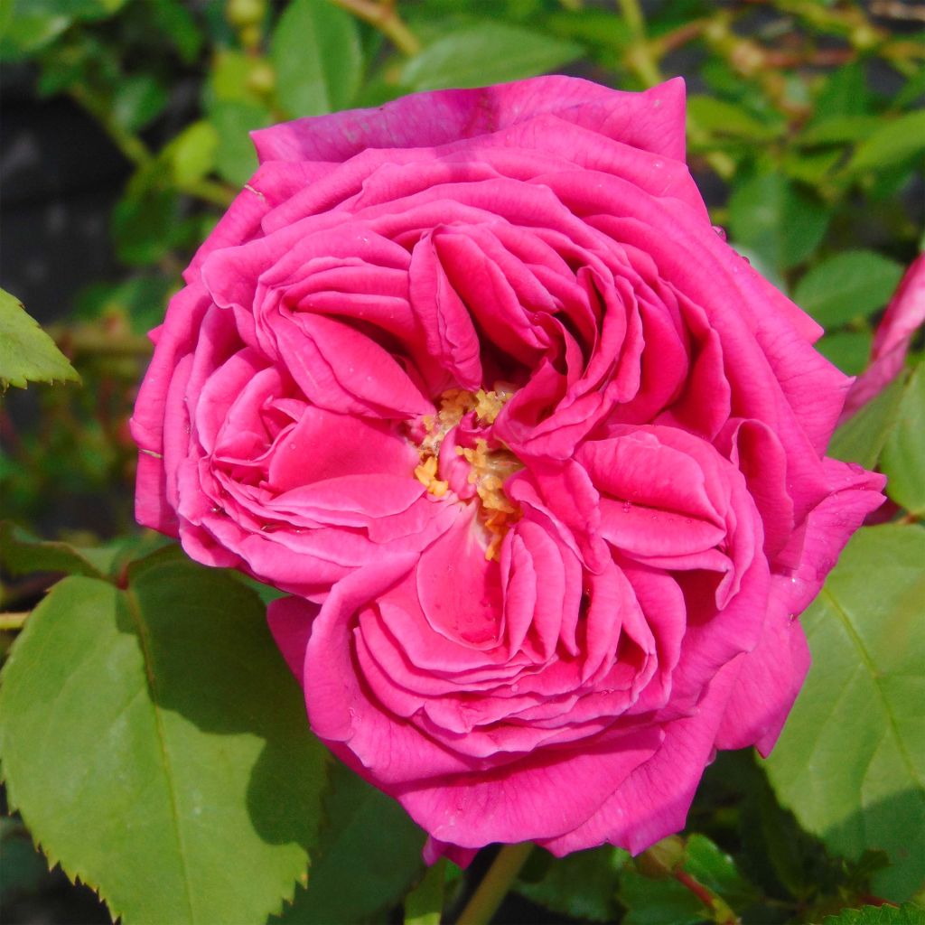 Rosal Mme Issac Pereire