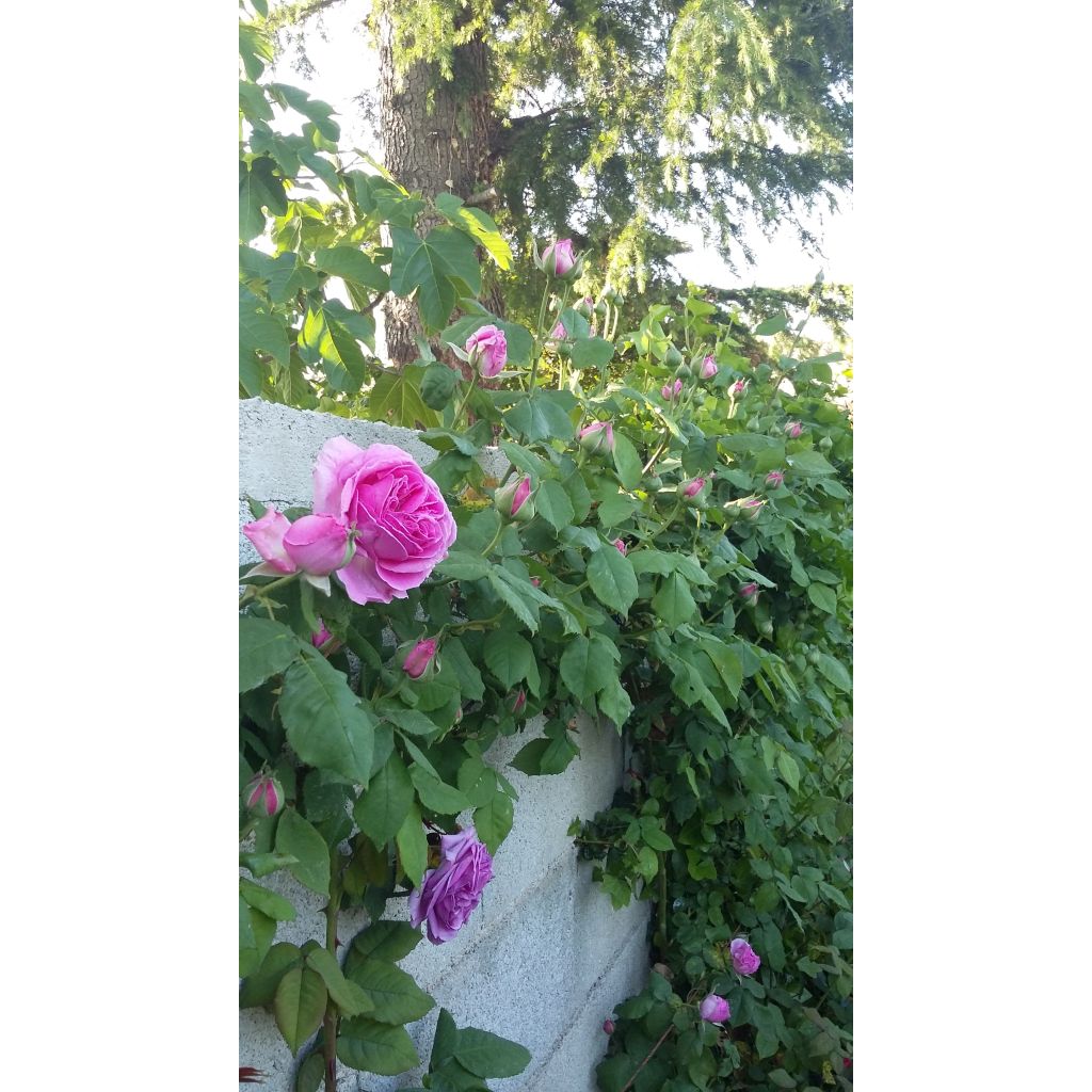 Rosal Mme Issac Pereire