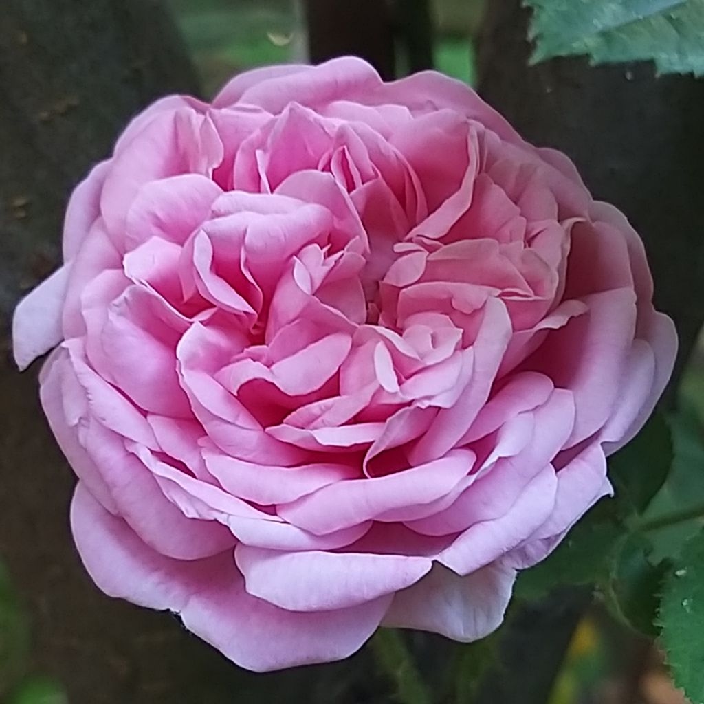 Rosal centifolia Salet