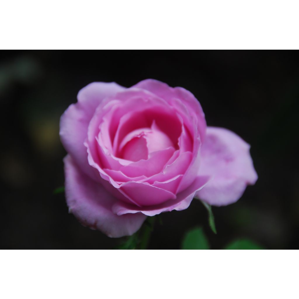 Rosal Mrs John Laing