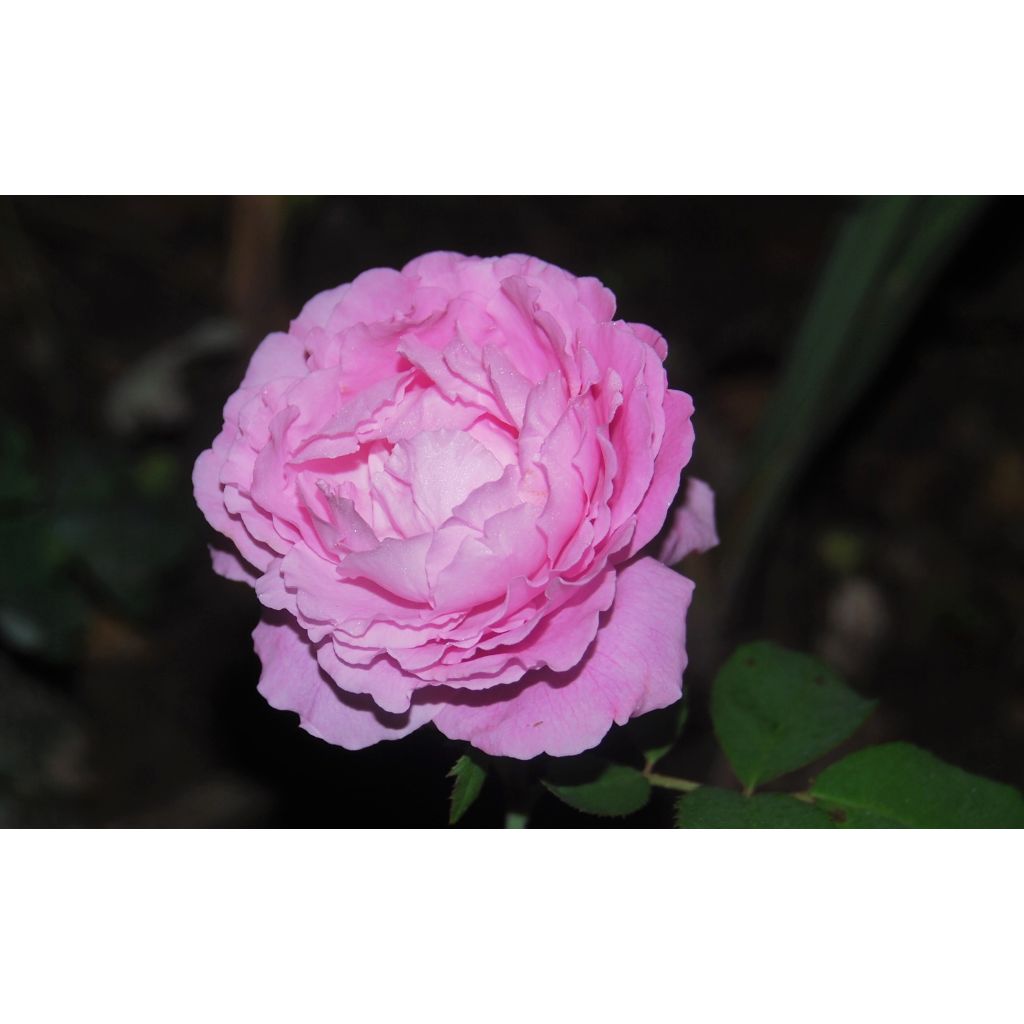 Rosal Mrs John Laing