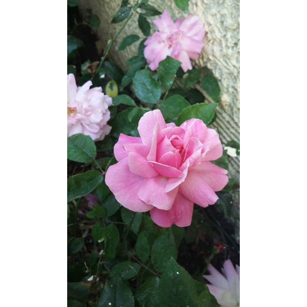 Rosal Old Blush - Rosal china