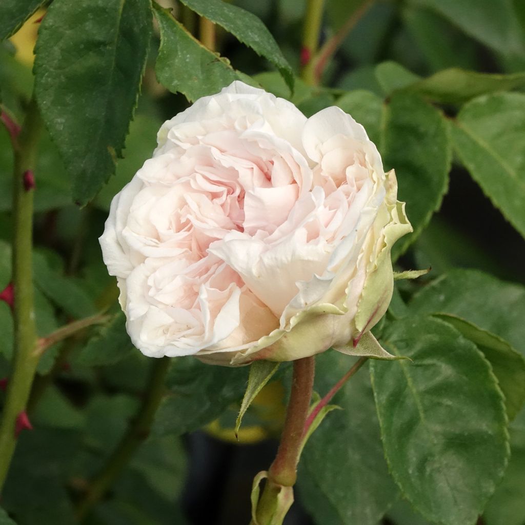 Rosal Souvenir de la Malmaison