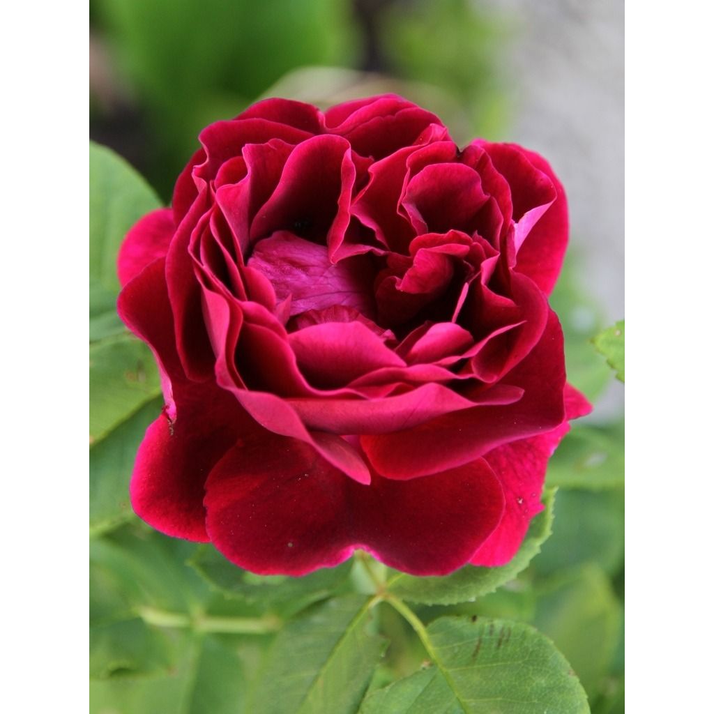 Rosal Souvenir du Dr Jamain