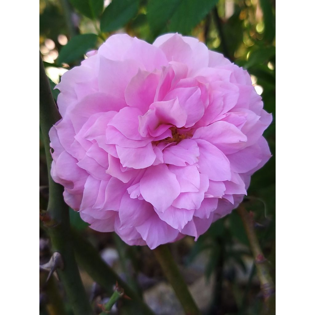 Rosal The Mayflower