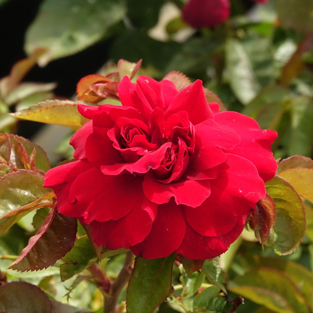 Rosal Hamlet Harfervour