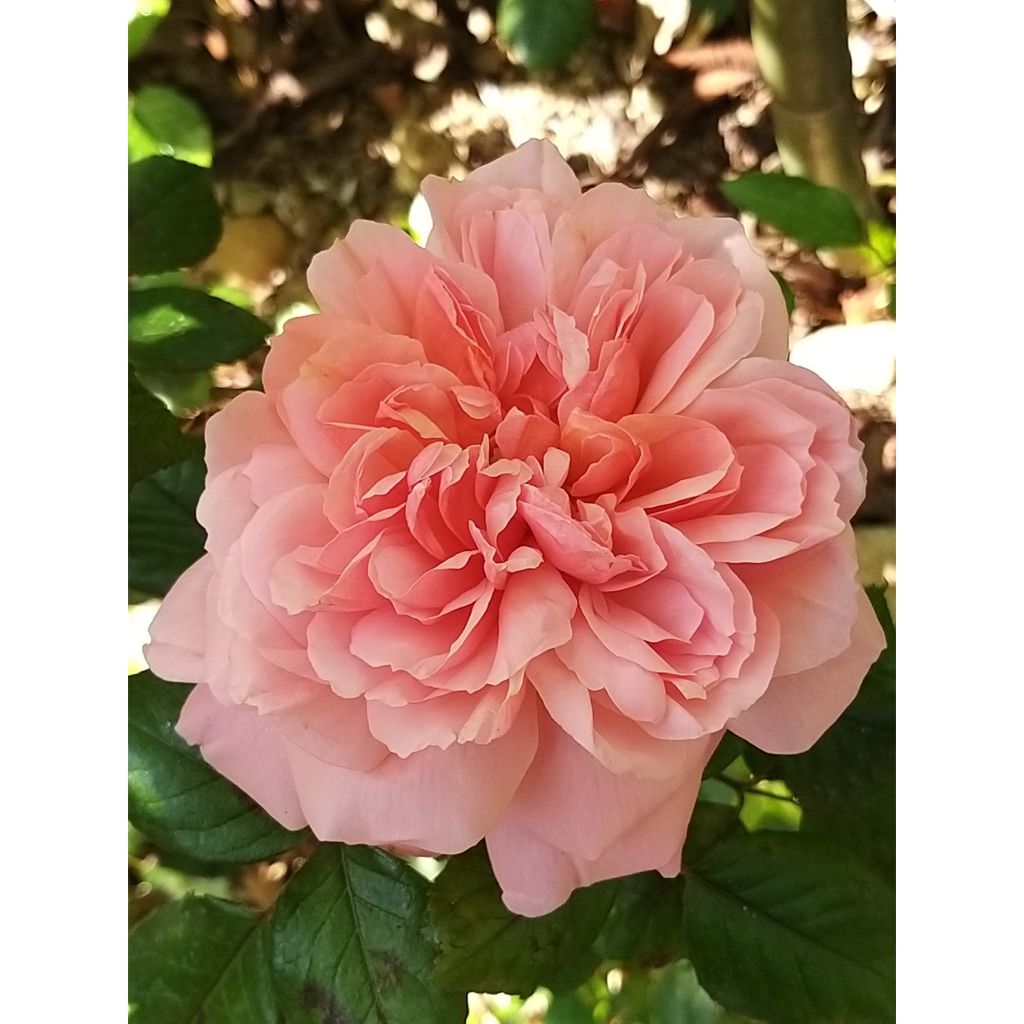 Rosal English Legend Rose de Cornouaille
