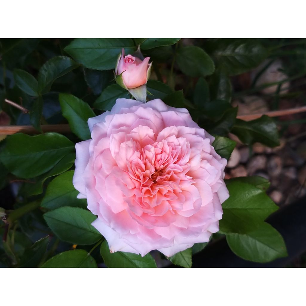 Rosal English Legend Rose de Cornouaille