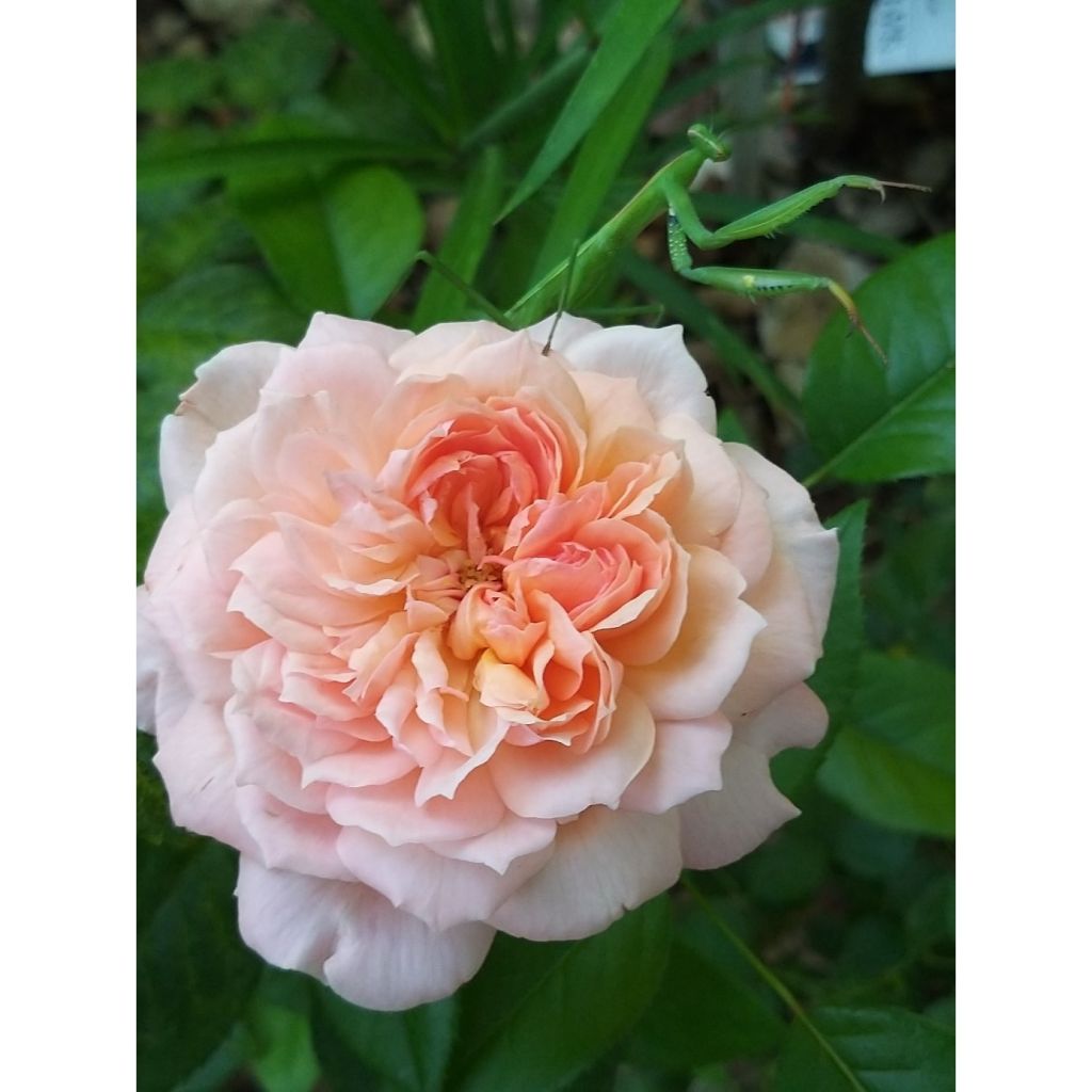 Rosal English Legend Rose de Cornouaille
