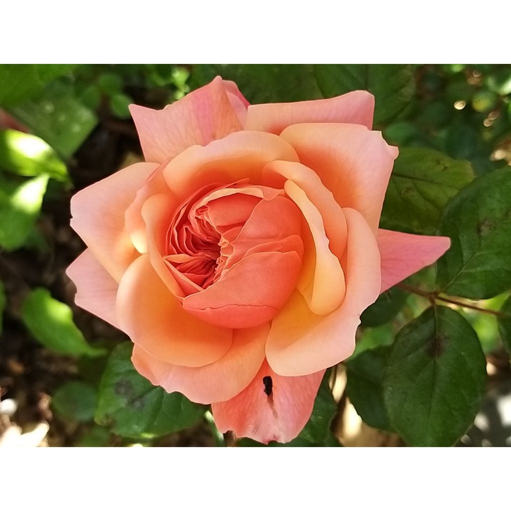 Rosal English Legend Rose de Cornouaille