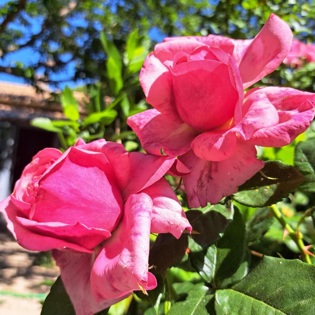 Rosal English Legend Sir Lancelot