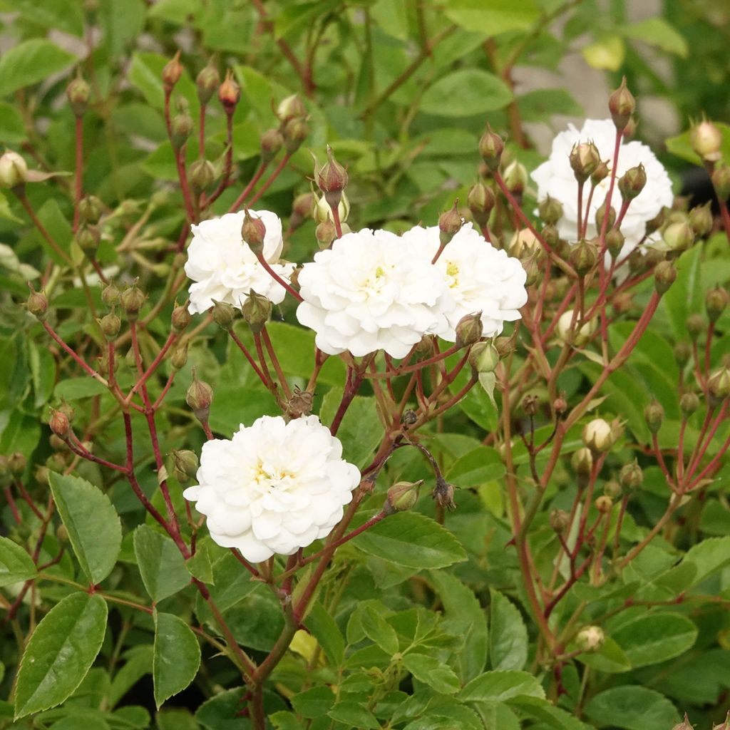 Rosal Annelies