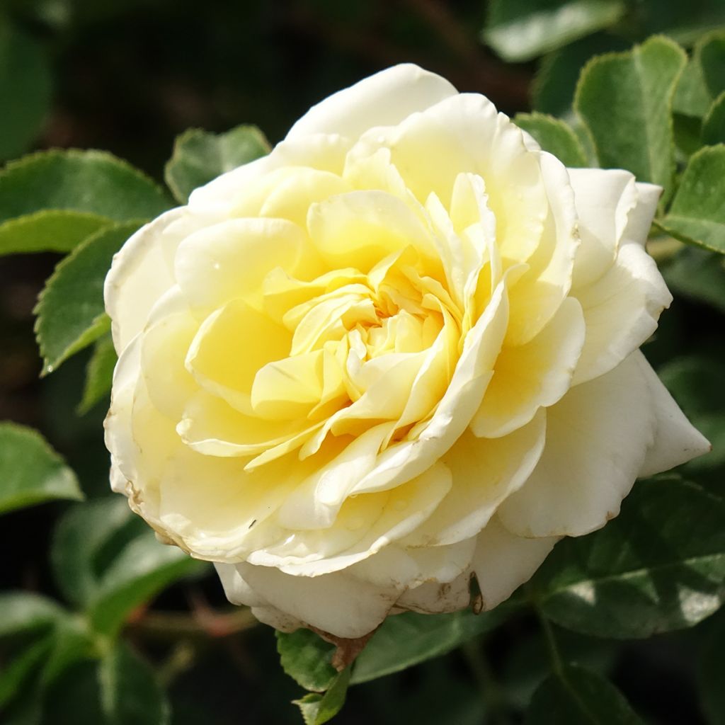 Rosal Nadia Meillandecor - Rosal tapizante