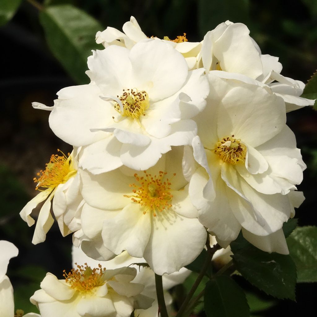 Rosal Omi Oswald