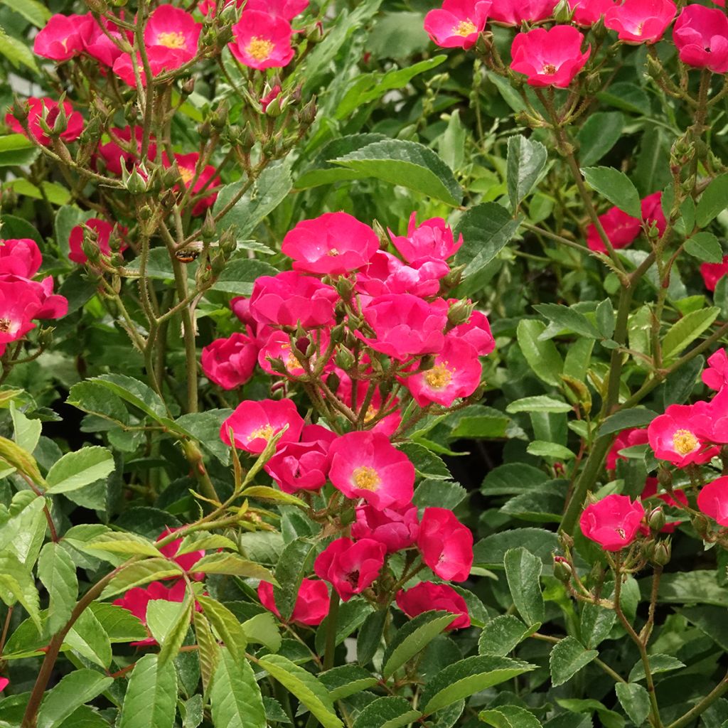 Rosal Vif Eclat