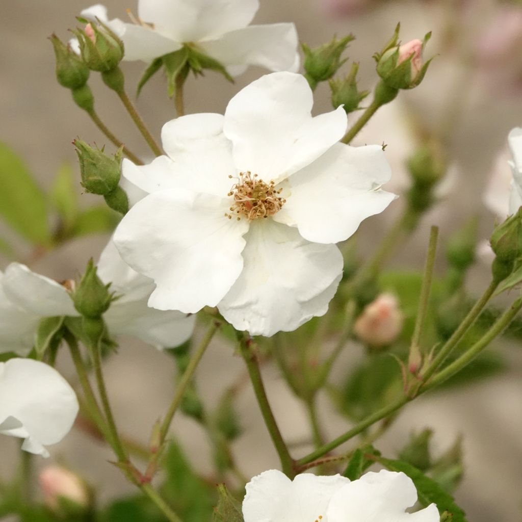 Rosal White Magic