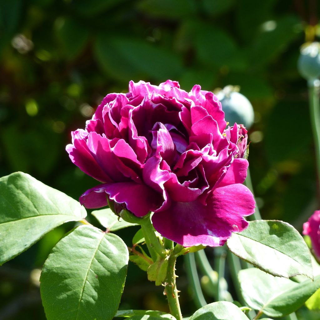 Rosal Baron Girod de l'Ain