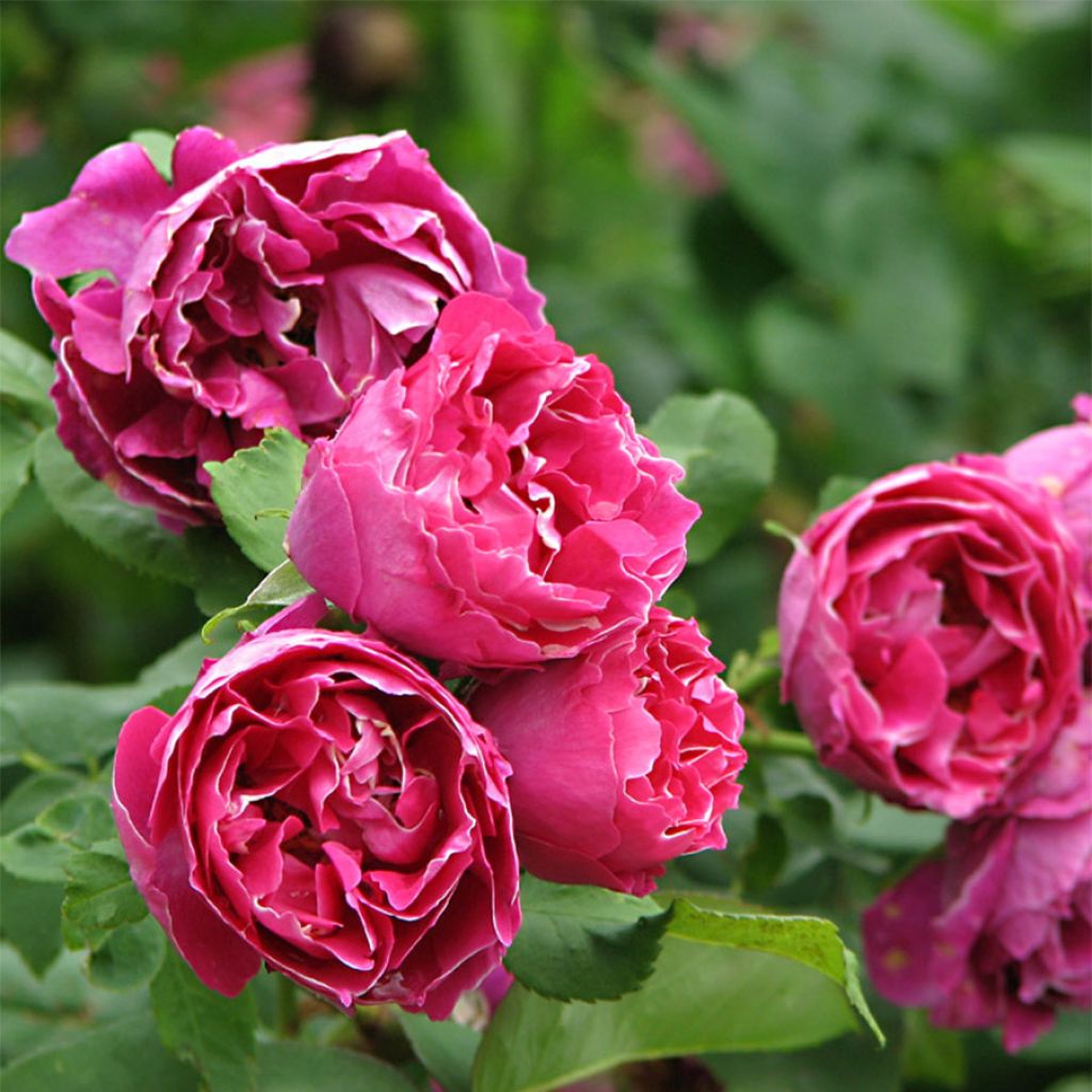 Rosal Baron Girod de l'Ain