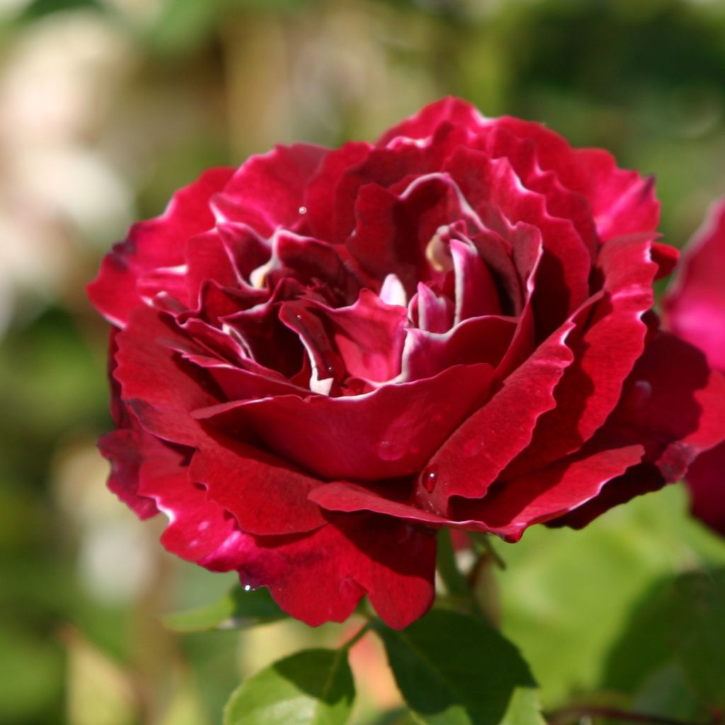 Rosal Baron Girod de l'Ain