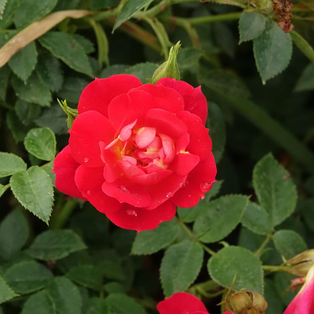 Rosal Bee's Paradise Light Red