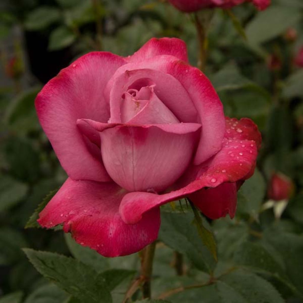 Rosal Blue River