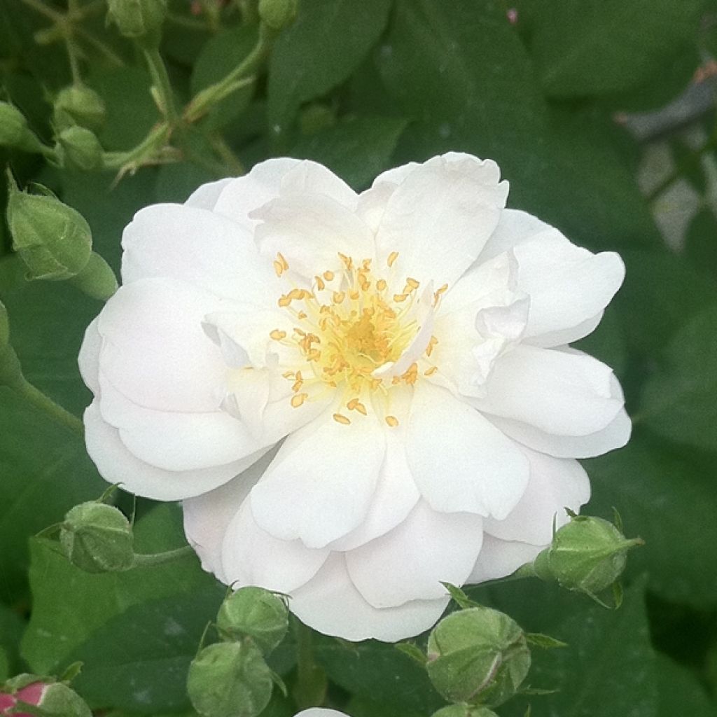 Rosal Blush Noisette - Rosal trepador