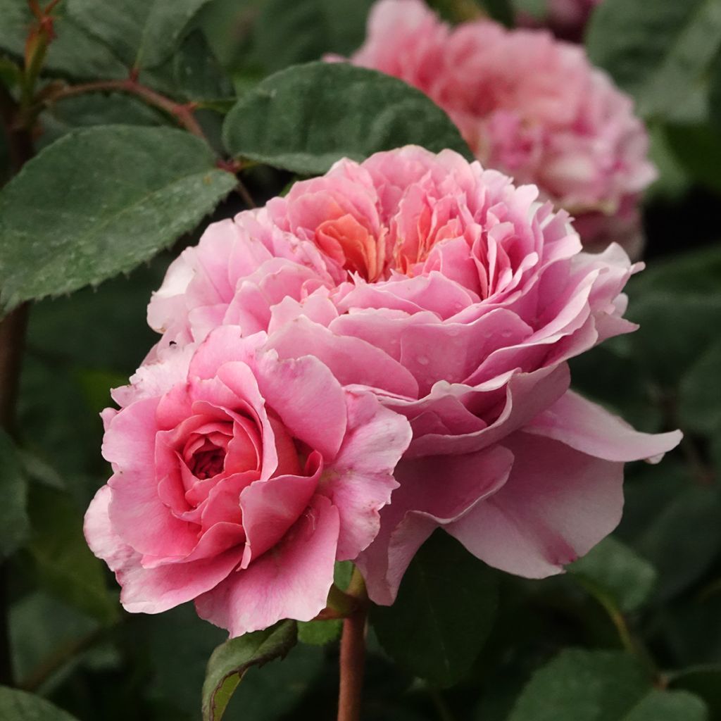 Rosal Rosier buisson Eisvogel