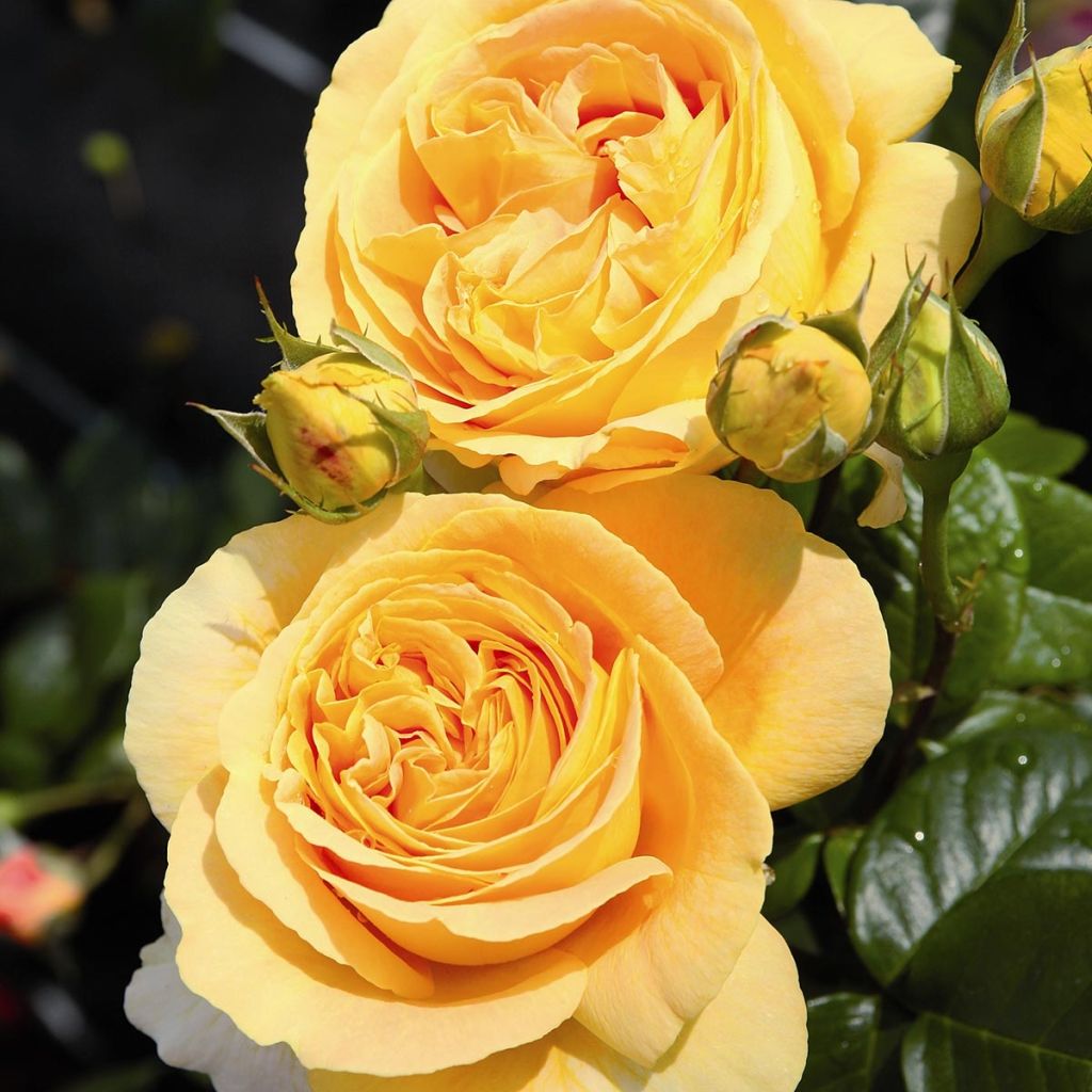 Rosal Candlelight