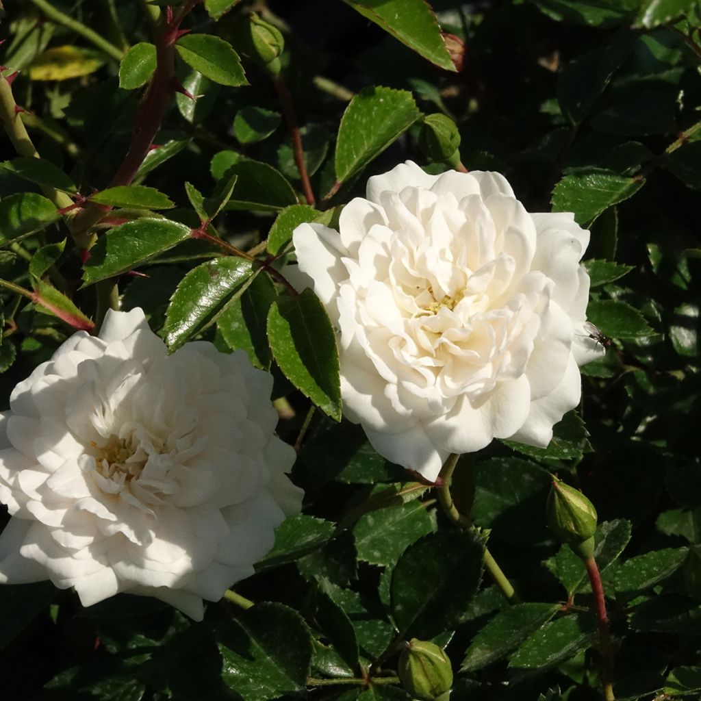 Rosal Sea Foam - Rosal tapizante