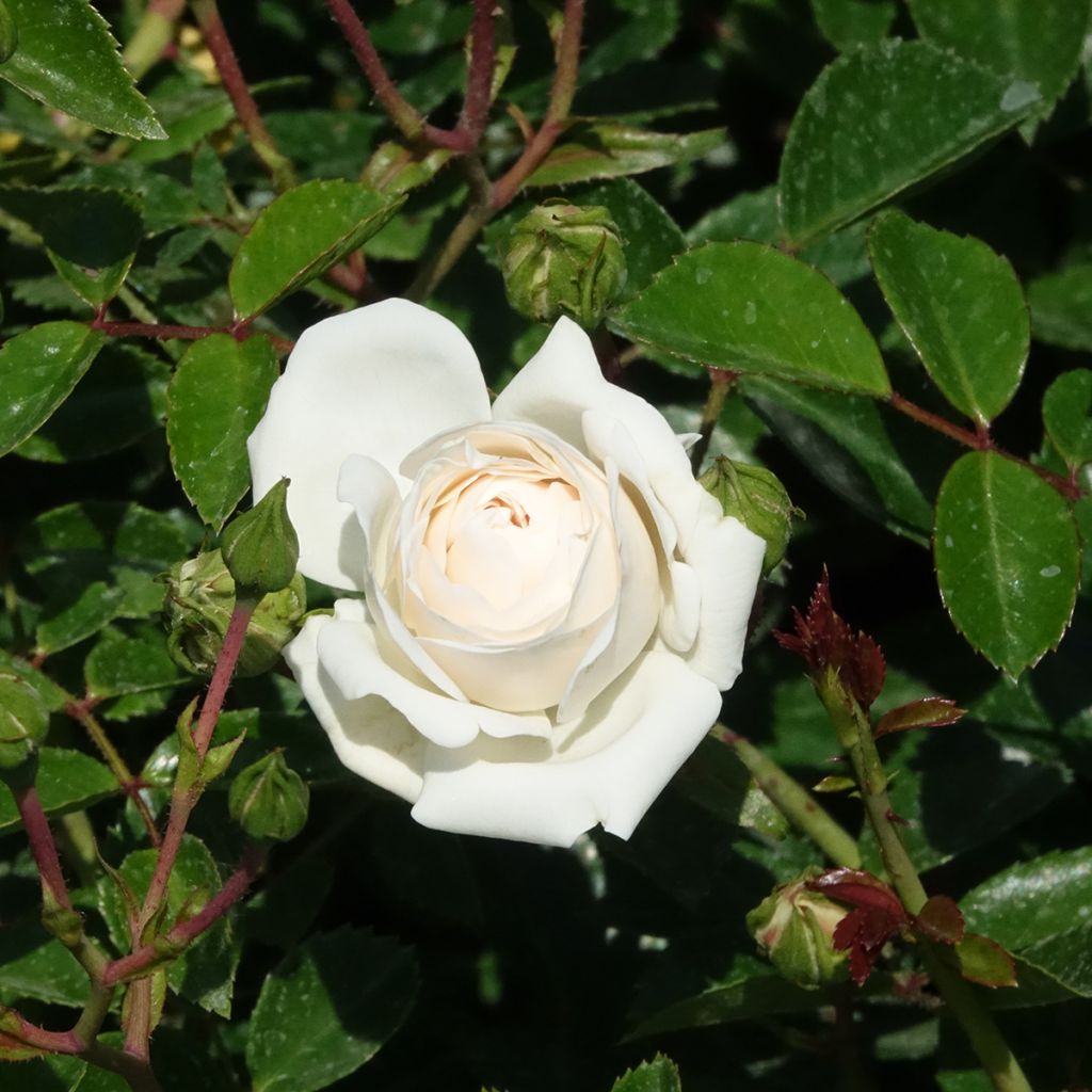 Rosal Sea Foam - Rosal tapizante