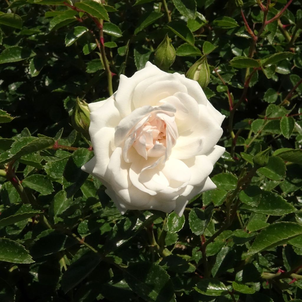 Rosal Sea Foam - Rosal tapizante