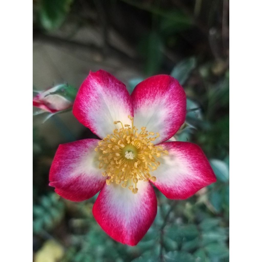 Rosal Star Profusion - Rosal tapizante