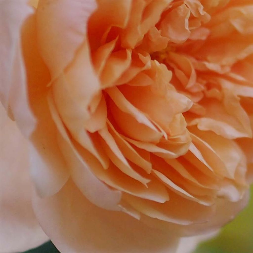 Rosal Abraham Darby