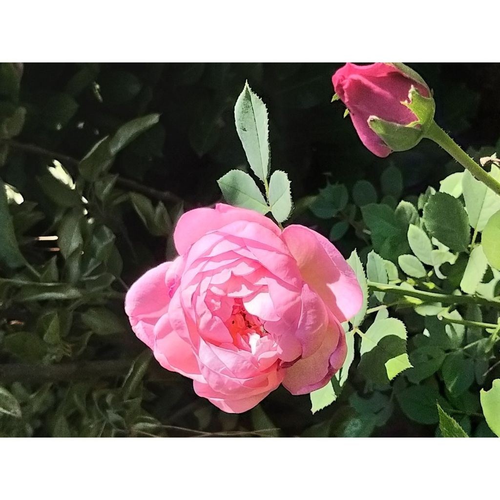 Rosal Boscobel