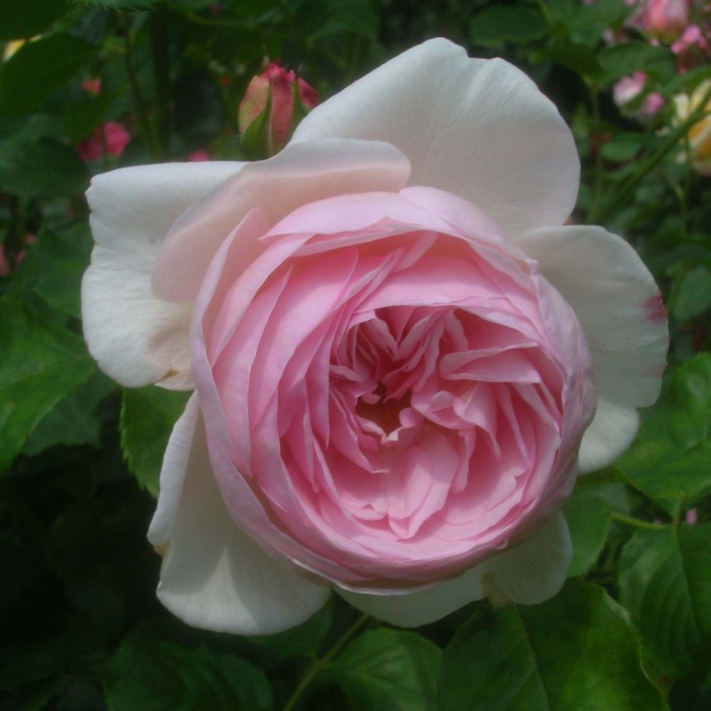 Rosal Heritage
