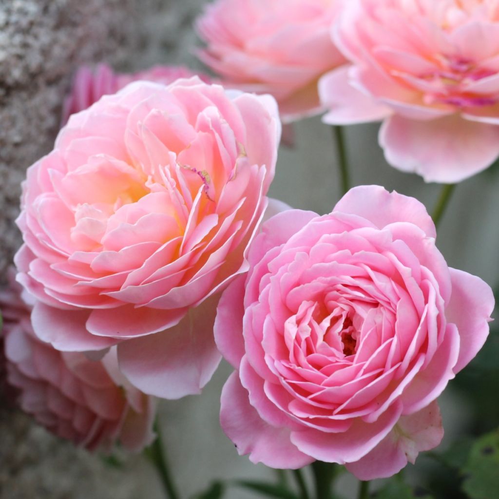 Rosal Jubilee Celebration