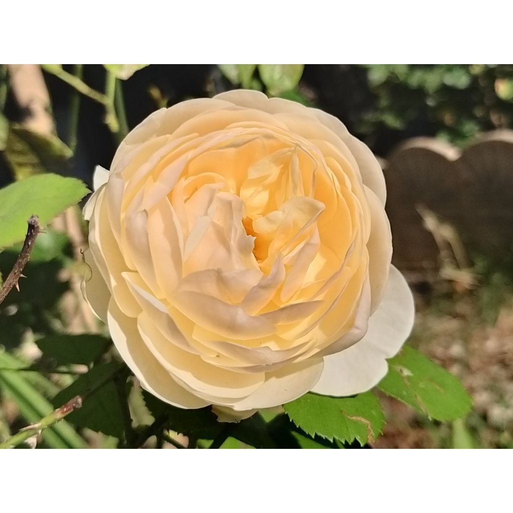 Rosal Lichfield Angel