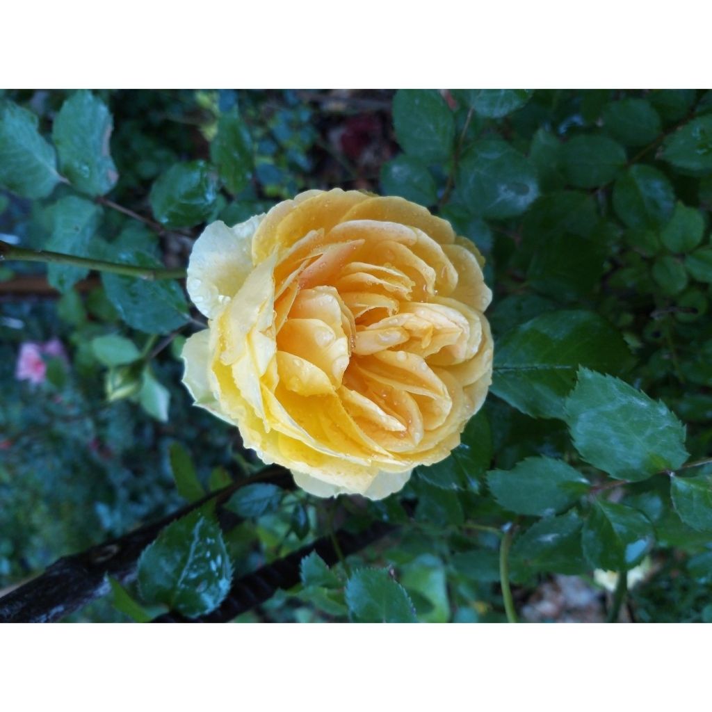 Rosal Molineux
