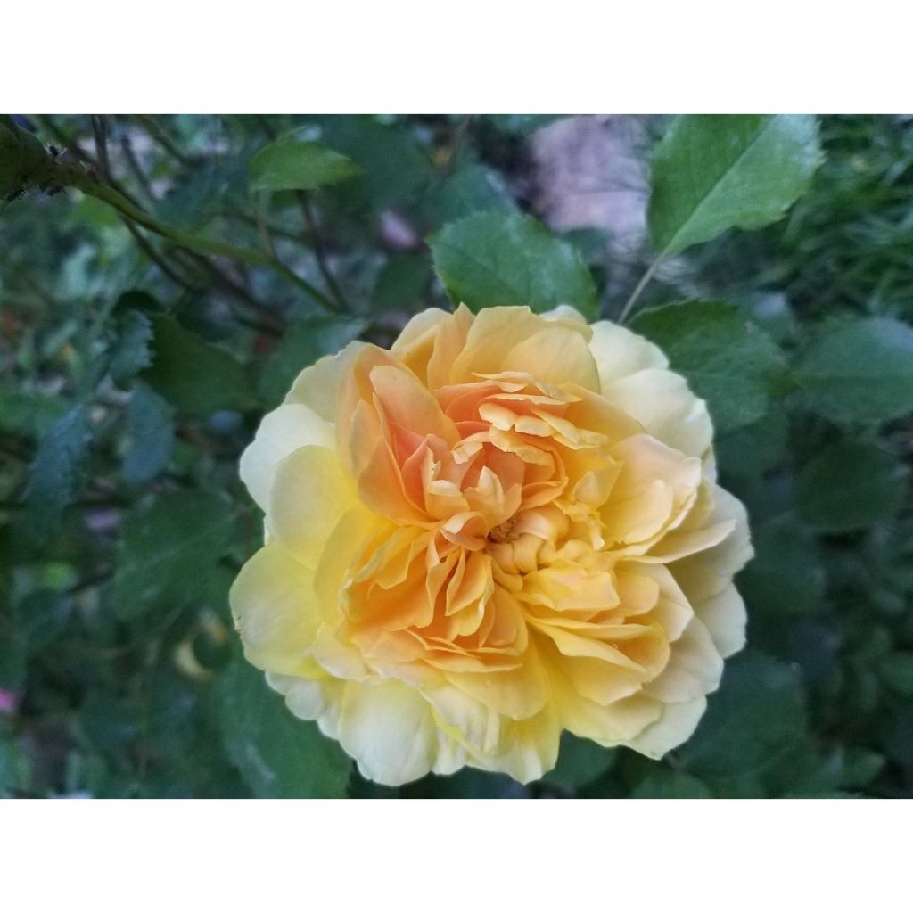 Rosal Molineux