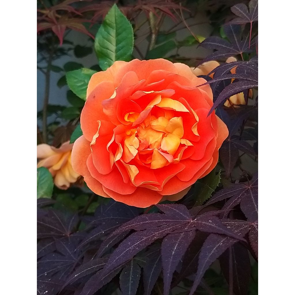 Rosal Pat Austin