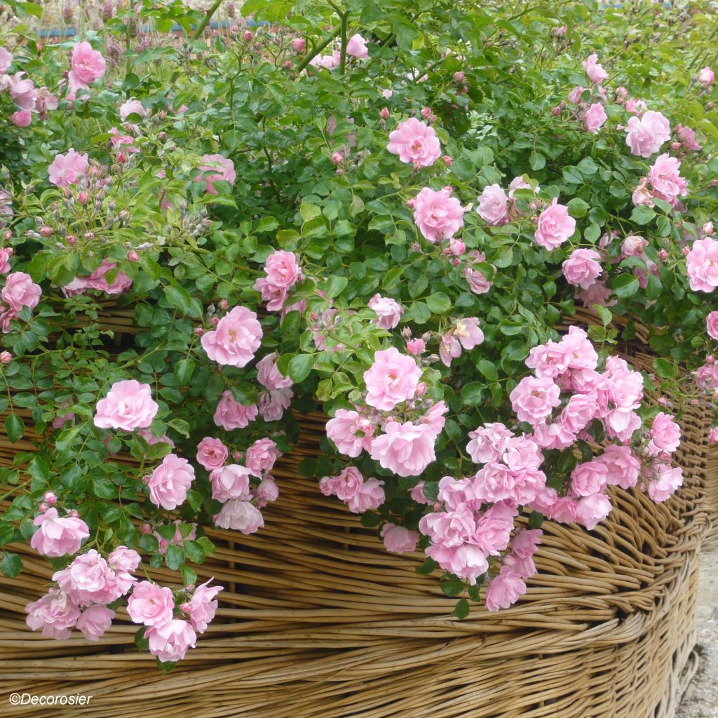 Rosal NOAmel