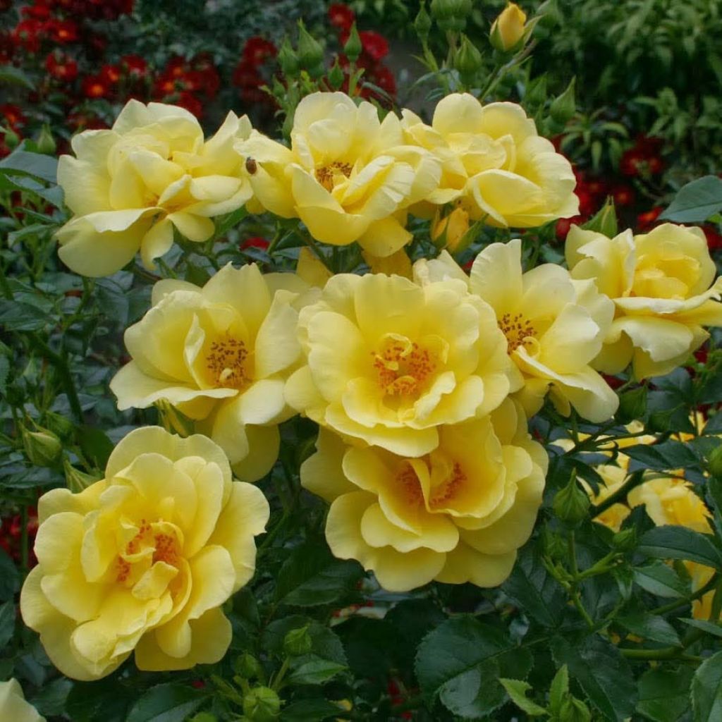 Rosal Suneva