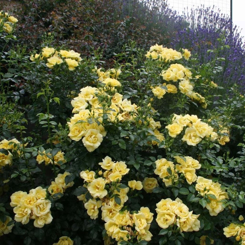 Rosal Suneva